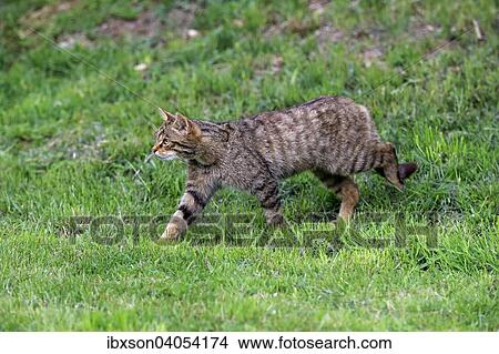 Europaische Wildkatze oder Waldkatze (Felis silvestris silvestris), adult, pirschend, Surrey, Grossbritannien, Europa View Large Photo Image Picture - Europaische Wildkatze oder Waldkatze (Felis silvestris silvestris), adult, pirschend, Surrey, Grossbritannien, Europa. Fotosearch