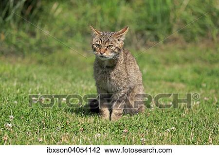 Stock Image - Europaische Wildkatze oder Waldkatze (Felis silvestris silvestris), adult, Surrey, England, Grossbritannien, Europa. Fotosearch