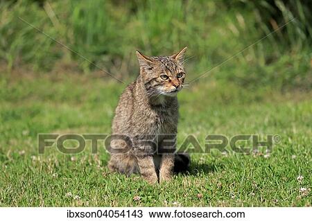 Europaische Wildkatze oder Waldkatze (Felis silvestris silvestris), adult, Surrey, England, Grossbritannien, Europa View Large Photo Image Stock Image - Europaische Wildkatze oder Waldkatze (Felis silvestris silvestris), adult, Surrey, England, Grossbritannien, Europa. Fotosearch