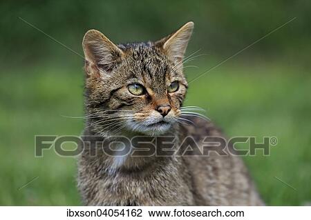 Europaische Wildkatze oder Waldkatze (Felis silvestris silvestris), adult, Surrey, England, Grossbritannien, Europa View Large Photo Image Stock Image - Europaische Wildkatze oder Waldkatze (Felis silvestris silvestris), adult, Surrey, England, Grossbritannien, Europa. Fotosearch