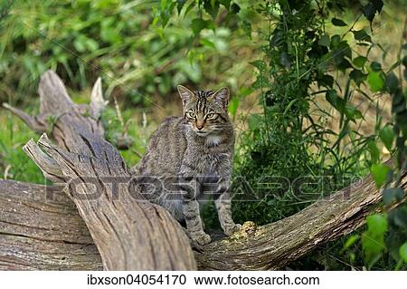 Europaische Wildkatze oder Waldkatze (Felis silvestris silvestris), adult, Surrey, England, Grossbritannien, Europa View Large Photo Image Stock Image - Europaische Wildkatze oder Waldkatze (Felis silvestris silvestris), adult, Surrey, England, Grossbritannien, Europa. Fotosearch