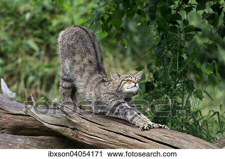 Europaische Wildkatze oder Waldkatze (Felis silvestris silvestris), adult, streckt sich, Surrey, England, Grossbritannien, Europa View Large Photo Image Stock Image - Europaische Wildkatze oder Waldkatze (Felis silvestris silvestris), adult, streckt sich, Surrey, England, Grossbritannien, Europa. Fotosearch