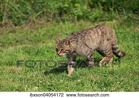 Europaische Wildkatze oder Waldkatze (Felis silvestris silvestris), adult, pirschend, Surrey, Grossbritannien, Europa View Large Photo Image Stock Image - Europaische Wildkatze oder Waldkatze (Felis silvestris silvestris), adult, pirschend, Surrey, Grossbritannien, Europa. Fotosearch