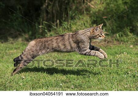 Stock Image - Europaische Wildkatze oder Waldkatze (Felis silvestris silvestris), adult, springend, Surrey, Grossbritannien, Europa. Fotosearch