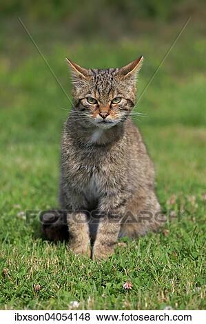 Europaische Wildkatze oder Waldkatze (Felis silvestris silvestris), adult, Surrey, England, Grossbritannien, Europa View Large Photo Image Stock Photo - Europaische Wildkatze oder Waldkatze (Felis silvestris silvestris), adult, Surrey, England, Grossbritannien, Europa. Fotosearch