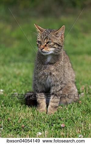 Europaische Wildkatze oder Waldkatze (Felis silvestris silvestris), adult, Surrey, England, Grossbritannien, Europa View Large Photo Image Stock Photo - Europaische Wildkatze oder Waldkatze (Felis silvestris silvestris), adult, Surrey, England, Grossbritannien, Europa. Fotosearch