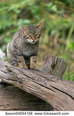 Europaische Wildkatze oder Waldkatze (Felis silvestris silvestris), adult, wachsam, Surrey, England, Grossbritannien, Europa View Large Photo Image Stock Photo - Europaische Wildkatze oder Waldkatze (Felis silvestris silvestris), adult, wachsam, Surrey, England, Grossbritannien, Europa. Fotosearch