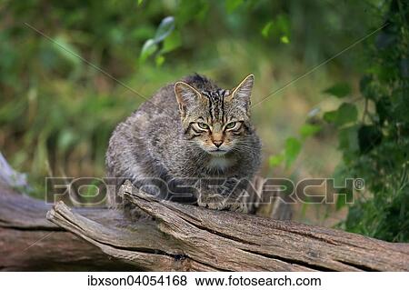 Europaische Wildkatze oder Waldkatze (Felis silvestris silvestris), adult, Surrey, England, Grossbritannien, Europa View Large Photo Image Stock Photo - Europaische Wildkatze oder Waldkatze (Felis silvestris silvestris), adult, Surrey, England, Grossbritannien, Europa. Fotosearch