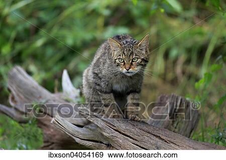 Europaische Wildkatze oder Waldkatze (Felis silvestris silvestris), adult, wachsam, Surrey, England, Grossbritannien, Europa View Large Photo Image Stock Photo - Europaische Wildkatze oder Waldkatze (Felis silvestris silvestris), adult, wachsam, Surrey, England, Grossbritannien, Europa. Fotosearch