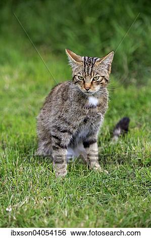 Europaische Wildkatze oder Waldkatze (Felis silvestris silvestris), adult, Surrey, England, Grossbritannien, Europa View Large Photo Image Stock Photograph - Europaische Wildkatze oder Waldkatze (Felis silvestris silvestris), adult, Surrey, England, Grossbritannien, Europa. Fotosearch