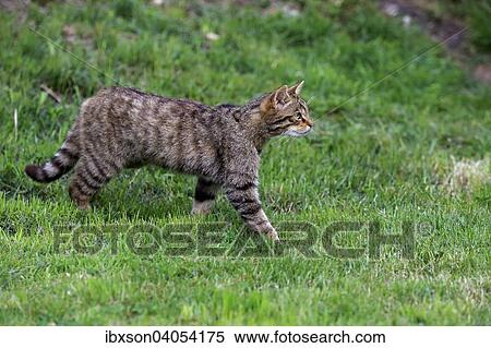 Europaische Wildkatze oder Waldkatze (Felis silvestris silvestris), adult, pirschend, Surrey, Grossbritannien, Europa View Large Photo Image Stock Photography - Europaische Wildkatze oder Waldkatze (Felis silvestris silvestris), adult, pirschend, Surrey, Grossbritannien, Europa. Fotosearch