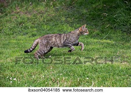 Europaische Wildkatze oder Waldkatze (Felis silvestris silvestris), adult, springend, Surrey, Grossbritannien, Europa View Large Photo Image Stock Photography - Europaische Wildkatze oder Waldkatze (Felis silvestris silvestris), adult, springend, Surrey, Grossbritannien, Europa. Fotosearch