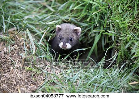 Stock Photo - Europaischer Iltis (Mustela putorius), Jungtier am Bau, Surrey, England, Grossbritannien, Europa. Fotosearch