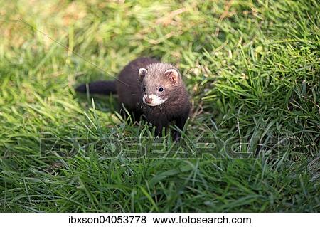 Europaischer Iltis (Mustela putorius), Jungtier, wachsam, Surrey, England, Grossbritannien, Europa View Large Photo Image Stock Photo - Europaischer Iltis (Mustela putorius), Jungtier, wachsam, Surrey, England, Grossbritannien, Europa. Fotosearch