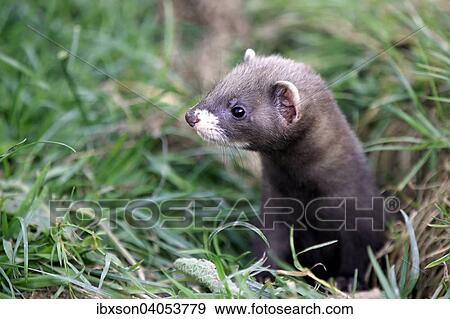 Europaischer Iltis (Mustela putorius), Jungtier am Bau, wachsam, Surrey, England, Grossbritannien, Europa View Large Photo Image Stock Photo - Europaischer Iltis (Mustela putorius), Jungtier am Bau, wachsam, Surrey, England, Grossbritannien, Europa. Fotosearch