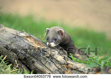 Europaischer Iltis (Mustela putorius), Jungtier, Surrey, England, Grossbritannien, Europa View Large Photo Image Stock Photograph - Europaischer Iltis (Mustela putorius), Jungtier, Surrey, England, Grossbritannien, Europa. Fotosearch