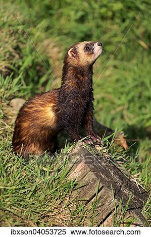 Europaischer Iltis (Mustela putorius), adult, wachsam, Surrey, England, Grossbritannien, Europa View Large Photo Image Stock Photography - Europaischer Iltis (Mustela putorius), adult, wachsam, Surrey, England, Grossbritannien, Europa. Fotosearch