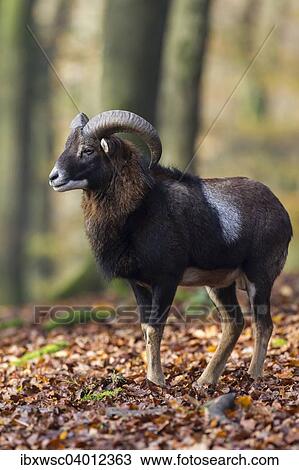 Stock Image - Europaischer Mufflon (Ovis orientalis musimon), Vulkaneifel, Eifel, Rheinland-Pfalz, Deutschland, Europa. Fotosearch