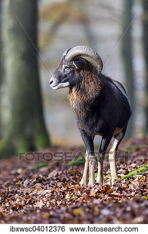 Europaischer Mufflon (Ovis orientalis musimon), Vulkaneifel, Eifel, Rheinland-Pfalz, Deutschland, Europa View Large Photo Image Stock Photograph - Europaischer Mufflon (Ovis orientalis musimon), Vulkaneifel, Eifel, Rheinland-Pfalz, Deutschland, Europa. Fotosearch