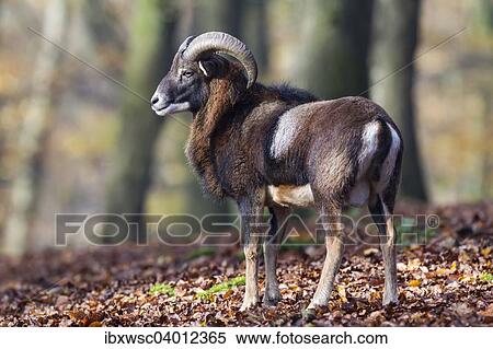 Europaischer Mufflon (Ovis orientalis musimon), Vulkaneifel, Eifel, Rheinland-Pfalz, Deutschland, Europa View Large Photo Image Stock Photography - Europaischer Mufflon (Ovis orientalis musimon), Vulkaneifel, Eifel, Rheinland-Pfalz, Deutschland, Europa. Fotosearch