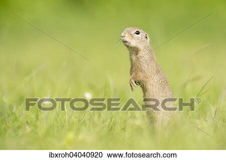 Europaischer Ziesel, auch Schlichtziesel (Spermophilus citellus), Nationalpark Neusiedlersee, Burgenland, Osterreich, Europa View Large Photo Image Stock Image - Europaischer Ziesel, auch Schlichtziesel (Spermophilus citellus), Nationalpark Neusiedlersee, Burgenland, Osterreich, Europa. Fotosearch
