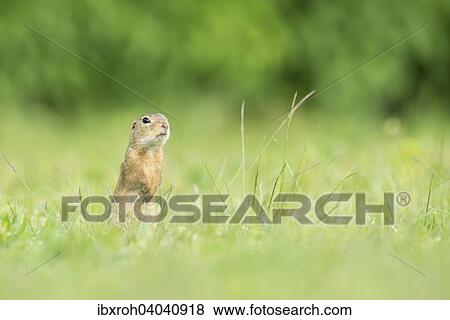 Europaischer Ziesel, auch Schlichtziesel (Spermophilus citellus), Nationalpark Neusiedlersee, Burgenland, Osterreich, Europa View Large Photo Image Stock Photo - Europaischer Ziesel, auch Schlichtziesel (Spermophilus citellus), Nationalpark Neusiedlersee, Burgenland, Osterreich, Europa. Fotosearch