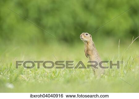 Europaischer Ziesel, auch Schlichtziesel (Spermophilus citellus), Nationalpark Neusiedlersee, Burgenland, Osterreich, Europa View Large Photo Image Stock Photograph - Europaischer Ziesel, auch Schlichtziesel (Spermophilus citellus), Nationalpark Neusiedlersee, Burgenland, Osterreich, Europa. Fotosearch