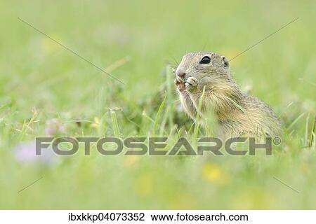 Stock Image - Europaisches Ziesel (Spermophilus citellus) beim Fressen auf einer Wiese, Rana u Loun, Rana, Okres Louny, Tschechien, Europa. Fotosearch