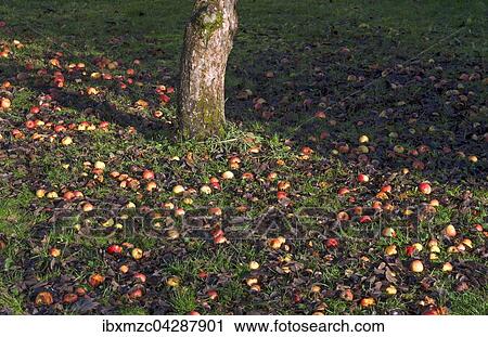 Fallobst, Aepfel (Malus sp. ) im Gras, Bayern, Deutschland, Europa View Large Photo Image Stock Image - Fallobst, Aepfel (Malus sp. ) im Gras, Bayern, Deutschland, Europa. Fotosearch