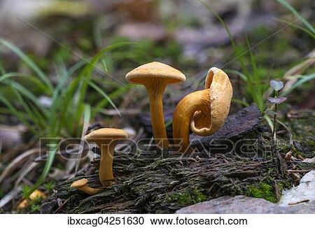 Stock Image - Falsche Pfifferling (Hygrophoropsis aurantiaca), Bad Homburg vor der Hohe, Hessen, Deutschland, Europa. Fotosearch