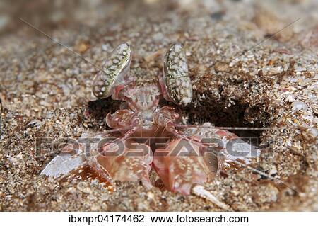 Stock Image - Fangschreckenkrebs (Lysiosquilla sp. ), in Wohnhohle, Cocos Island, Kokosinsel, Costa Rica, Nordamerika. Fotosearch