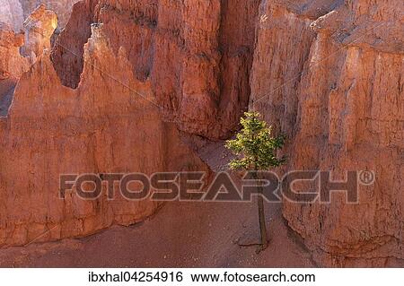 Farbige Gesteinsformationen mit Kiefer (Pinus sp. ), Hoodoos, Morgenlicht, Bryce Canyon Nationalpark, Utah, USA, Nordamerika View Large Photo Image Stock Photograph - Farbige Gesteinsformationen mit Kiefer (Pinus sp. ), Hoodoos, Morgenlicht, Bryce Canyon Nationalpark, Utah, USA, Nordamerika. Fotosearch