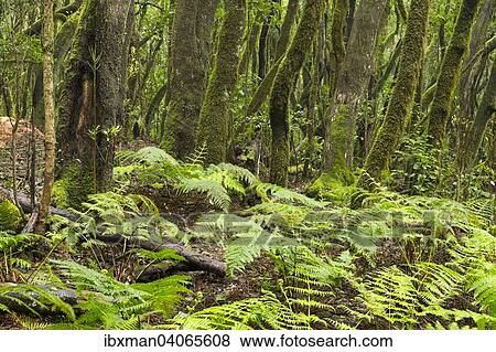 Farne im Nebelwald, Lorbeerwald, Nationalpark Garajonay, La Gomera, Kanarische Inseln, Spanien, Europa View Large Photo Image Stock Photo - Farne im Nebelwald, Lorbeerwald, Nationalpark Garajonay, La Gomera, Kanarische Inseln, Spanien, Europa. Fotosearch