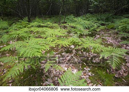 Farne wachsen auf Waldboden, Nationalpark Soderasen, Ljungbyhed, Skane lan, Schweden, Europa View Large Photo Image Stock Photograph - Farne wachsen auf Waldboden, Nationalpark Soderasen, Ljungbyhed, Skane lan, Schweden, Europa. Fotosearch