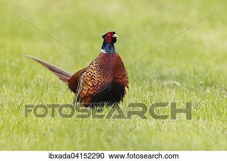Fasan oder Jagdfasan (Phasianus colchicus), Hahn steht auf einer Wiese, Bislicher Insel, Nordrhein-Westfalen, Deutschland, Europa View Large Photo Image Stock Image - Fasan oder Jagdfasan (Phasianus colchicus), Hahn steht auf einer Wiese, Bislicher Insel, Nordrhein-Westfalen, Deutschland, Europa. Fotosearch