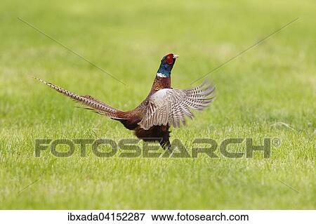 Fasan oder Jagdfasan (Phasianus colchicus), balzender Hahn schlagt mit den Flugeln, Bislicher Insel, Nordrhein-Westfalen, Deutschland, Europa View Large Photo Image Stock Photo - Fasan oder Jagdfasan (Phasianus colchicus), balzender Hahn schlagt mit den Flugeln, Bislicher Insel, Nordrhein-Westfalen, Deutschland, Europa. Fotosearch