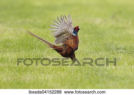 Fasan oder Jagdfasan (Phasianus colchicus), balzender Hahn schlagt mit den Flugeln, Bislicher Insel, Nordrhein-Westfalen, Deutschland, Europa View Large Photo Image Stock Photo - Fasan oder Jagdfasan (Phasianus colchicus), balzender Hahn schlagt mit den Flugeln, Bislicher Insel, Nordrhein-Westfalen, Deutschland, Europa. Fotosearch