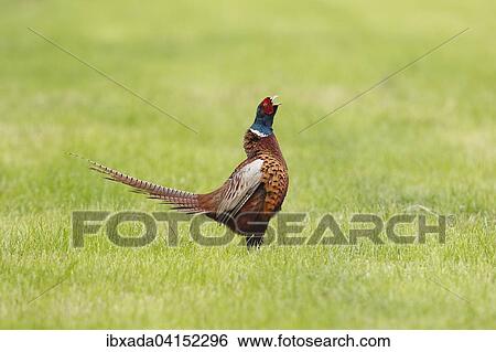 Fasan oder Jagdfasan (Phasianus colchicus), balzender Hahn, rufend, Bislicher Insel, Nordrhein-Westfalen, Deutschland, Europa View Large Photo Image Stock Photograph - Fasan oder Jagdfasan (Phasianus colchicus), balzender Hahn, rufend, Bislicher Insel, Nordrhein-Westfalen, Deutschland, Europa. Fotosearch