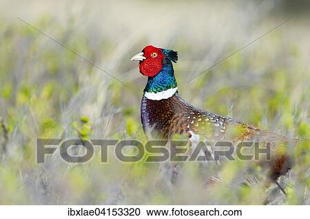 Fasan (Phasianus colchicus), Westerland, Schleswig-Holstein, Deutschland, Europa View Large Photo Image Stock Image - Fasan (Phasianus colchicus), Westerland, Schleswig-Holstein, Deutschland, Europa. Fotosearch