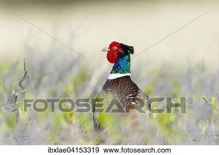 Fasan (Phasianus colchicus), Westerland, Schleswig-Holstein, Deutschland, Europa View Large Photo Image Stock Photo - Fasan (Phasianus colchicus), Westerland, Schleswig-Holstein, Deutschland, Europa. Fotosearch