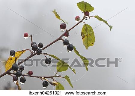 Faulbaum (Frangula alnus) Zweig mit Beeren, Spinnenfaden und Wassertropfen, Emsland, Niedersachsen, Deutschland, Europa View Large Photo Image Stock Image - Faulbaum (Frangula alnus) Zweig mit Beeren, Spinnenfaden und Wassertropfen, Emsland, Niedersachsen, Deutschland, Europa. Fotosearch