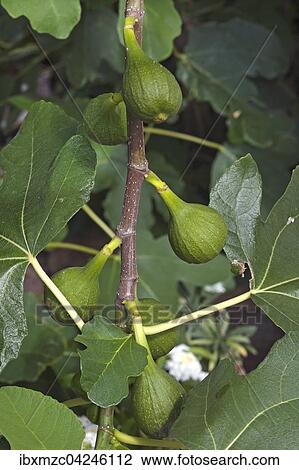 Feigen (Ficus carica) am Baum, Niedersachsen, Deutschland, Europa View Large Photo Image Stock Image - Feigen (Ficus carica) am Baum, Niedersachsen, Deutschland, Europa. Fotosearch
