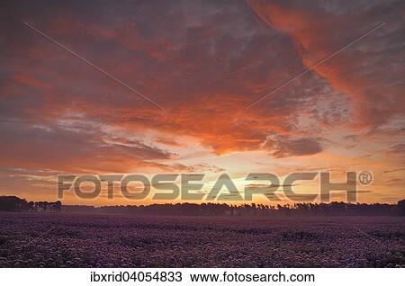 Feld mit Buschelschon (Phacelia tanacetifolia) bei Morgenrot, Niederrhein, Nordrhein-Westfalen, Deutschland, Europa View Large Photo Image Stock Image - Feld mit Buschelschon (Phacelia tanacetifolia) bei Morgenrot, Niederrhein, Nordrhein-Westfalen, Deutschland, Europa. Fotosearch