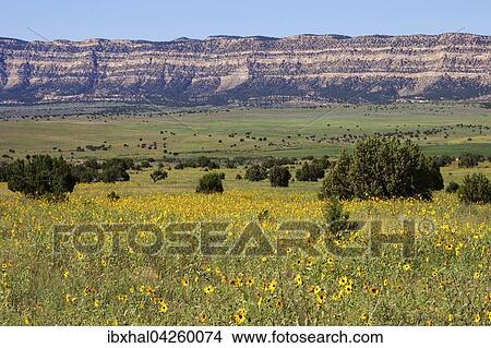 Feld mit gelben Wildblumen, Sonnenhut (Rudbeckia sp. ), Utah, USA, Nordamerika View Large Photo Image Picture - Feld mit gelben Wildblumen, Sonnenhut (Rudbeckia sp. ), Utah, USA, Nordamerika. Fotosearch