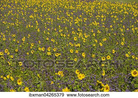 Feld mit Sonnenblumen (Helianthus) und Rainfarn-Phazelie oder Buschelschon (Phacelia tanacetifolia), Palling, Rupertiwinkel, Oberbayern, Bayern, Deutschland, Europa View Large Photo Image Stock Photo - Feld mit Sonnenblumen (Helianthus) und Rainfarn-Phazelie oder Buschelschon (Phacelia tanacetifolia), Palling, Rupertiwinkel, Oberbayern, Bayern, Deutschland, Europa. Fotosearch