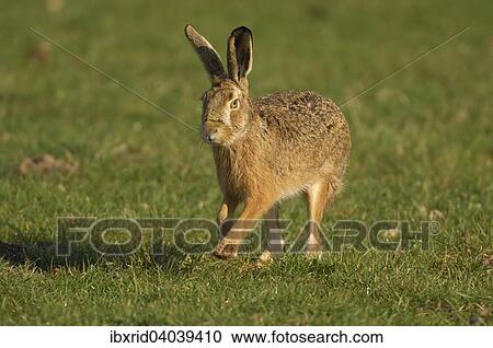 Feldhase (Lepus europaeus) lauft auf einer Wiese, Nordrhein- Westfalen, Deutschland, Europa View Large Photo Image Stock Image - Feldhase (Lepus europaeus) lauft auf einer Wiese, Nordrhein- Westfalen, Deutschland, Europa. Fotosearch