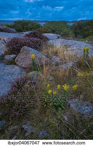 Stock Photo - Felsen, Kustenabschnitt Ramsvik, bei Smogen, Provinz Bohuslan, Vastra Gotalands lan, Schweden, Europa. Fotosearch
