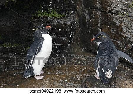 Felsenpinguine (Eudyptes chrysocome) unter einer Susswasserdusche, Saunders Island, Falklandinseln, Sudamerika View Large Photo Image Stock Photo - Felsenpinguine (Eudyptes chrysocome) unter einer Susswasserdusche, Saunders Island, Falklandinseln, Sudamerika. Fotosearch