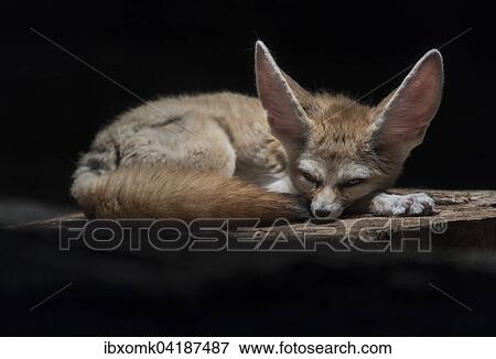 Fennek oder Wustenfuchs (Vulpes zerda), captive, Baden-Wurttemberg, Deutschland, Europa View Large Photo Image Stock Photo - Fennek oder Wustenfuchs (Vulpes zerda), captive, Baden-Wurttemberg, Deutschland, Europa. Fotosearch
