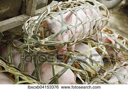 Stock Photograph - Ferkel in Korben werden auf dem Markt zum Verkauf angeboten, Xiajiang, Provinz Guizhou, China, Asien. Fotosearch
